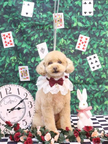 20250401めるちゃん